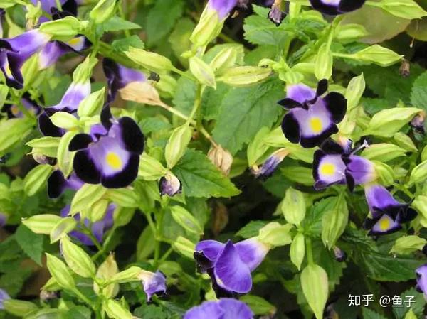 夏日花卉推荐:夏堇的鉴赏与栽培养护 - 知乎