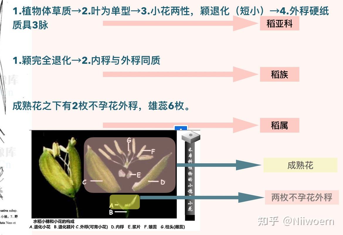 植物分类学—-禾本科稻属 - 知乎