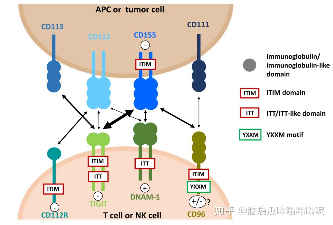 TIGIT靶点调研 - 知乎