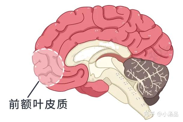 酒壮怂人胆,酒品见人品,这句话有科学依据吗? - 知乎