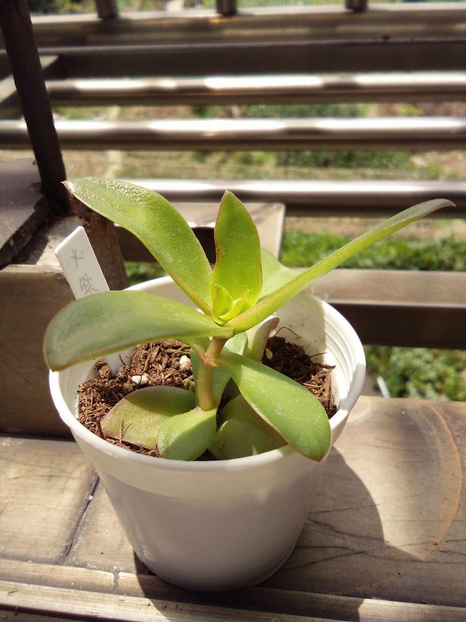 火祭强大的生命力