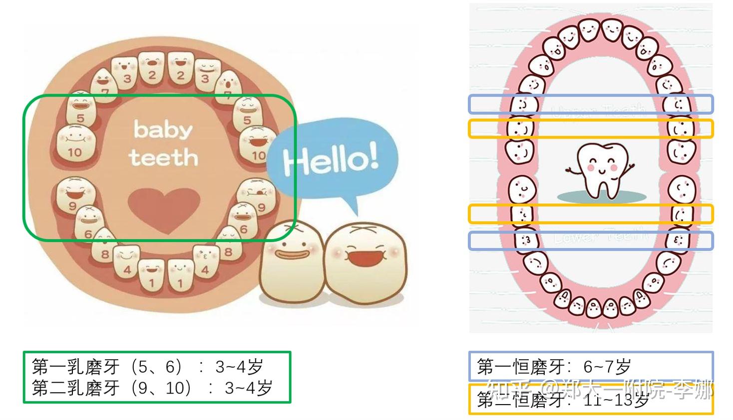 第二恒磨牙位置图图片