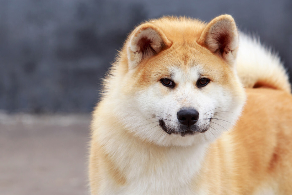 秋田犬的优缺点及性格(秋田犬的优缺点及性格介绍)秋田犬的缺点最接受