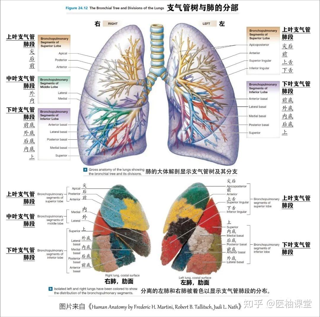 【收藏】肺部解剖图谱 - 知乎