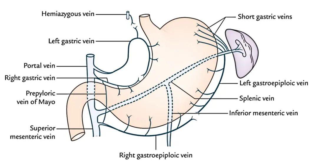 胃周血管解剖结构图图片