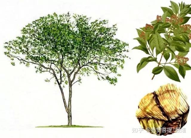 全面细说檀香旃檀(二)深度好文 - 知乎