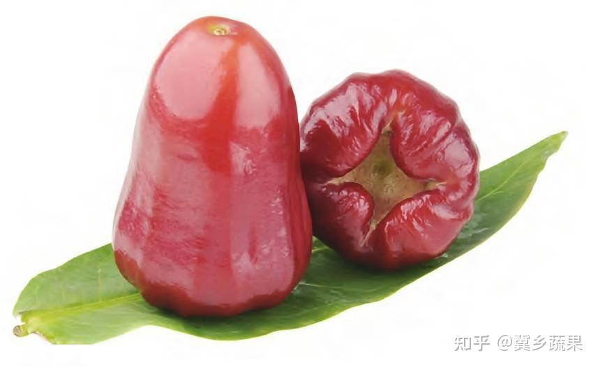 莲雾是什么?它的果实为什么这么甜? - 知乎
