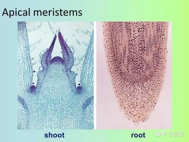 【植物学笔记】植物组织（一） - 知乎