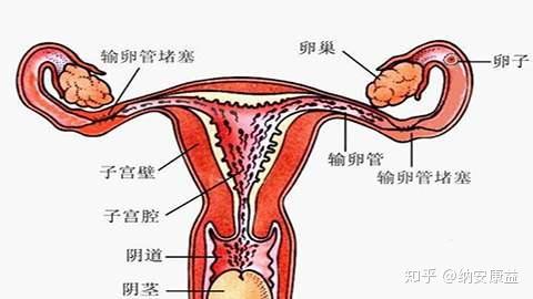 子宫及附件解剖图片