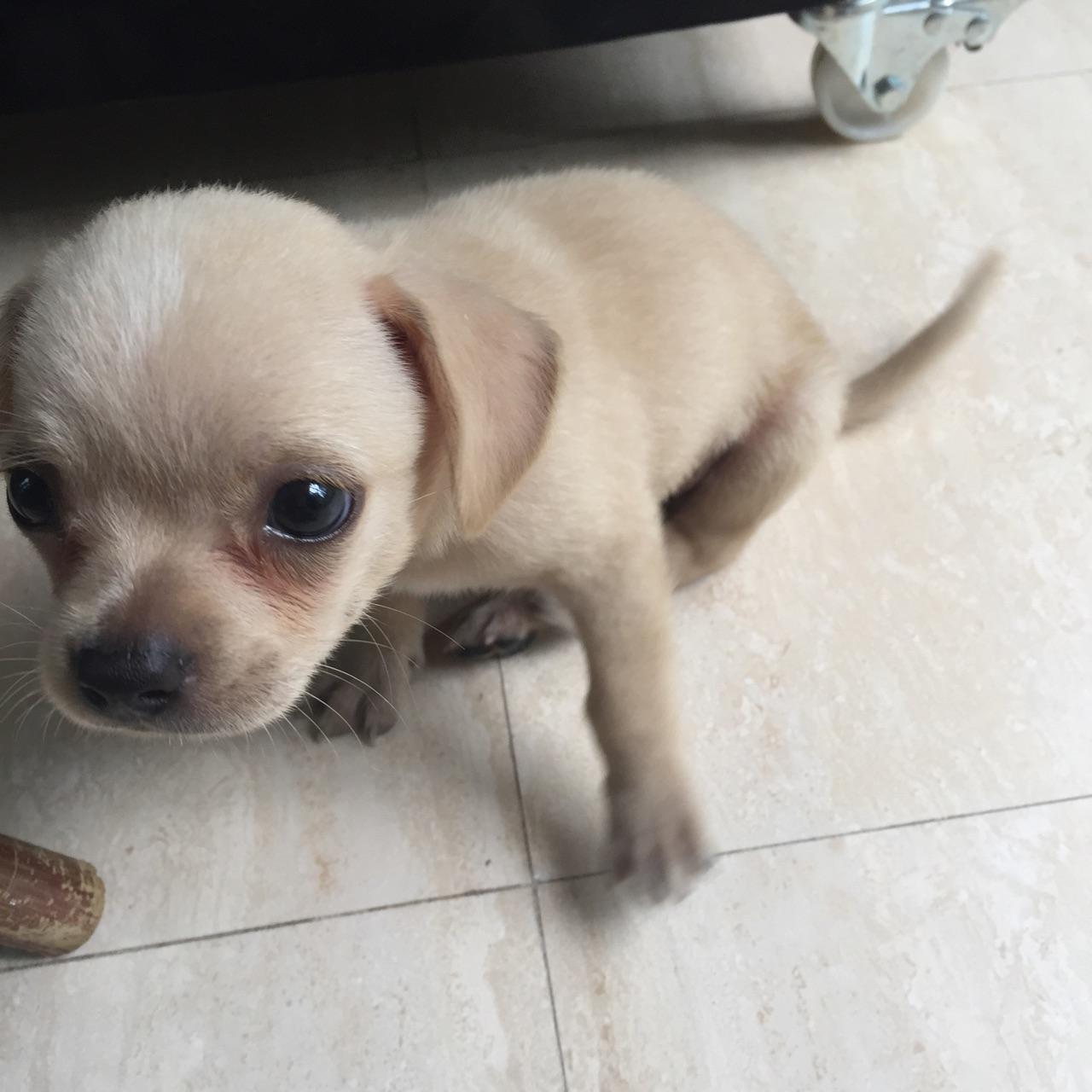 朋友在学校里面捡的一只白串串狗请问这是什么品种杂交的狗狗