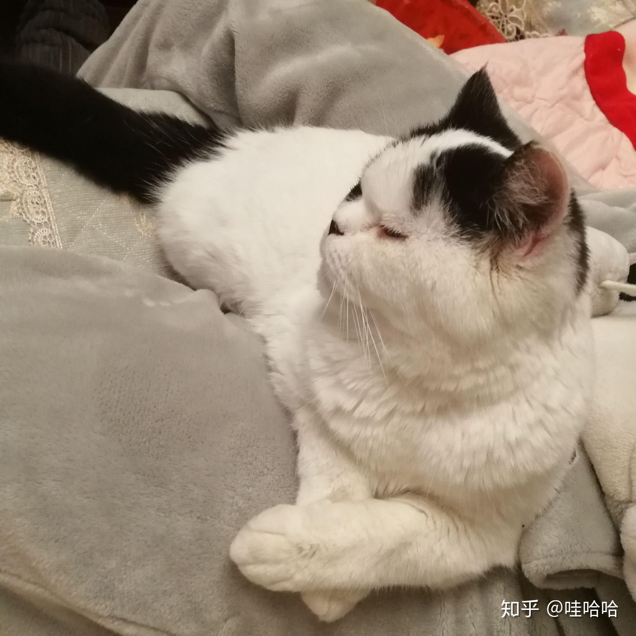 什么是净梵猫 v2-4d072f804f56e02937a72fe86b4e1ed9_r.jpg