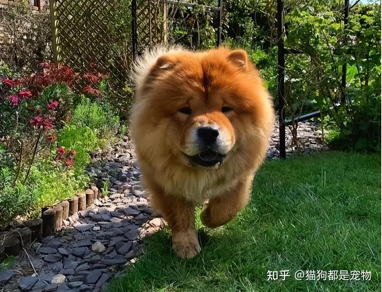 盘点中华田园犬的9个品种,你最喜欢哪一个?