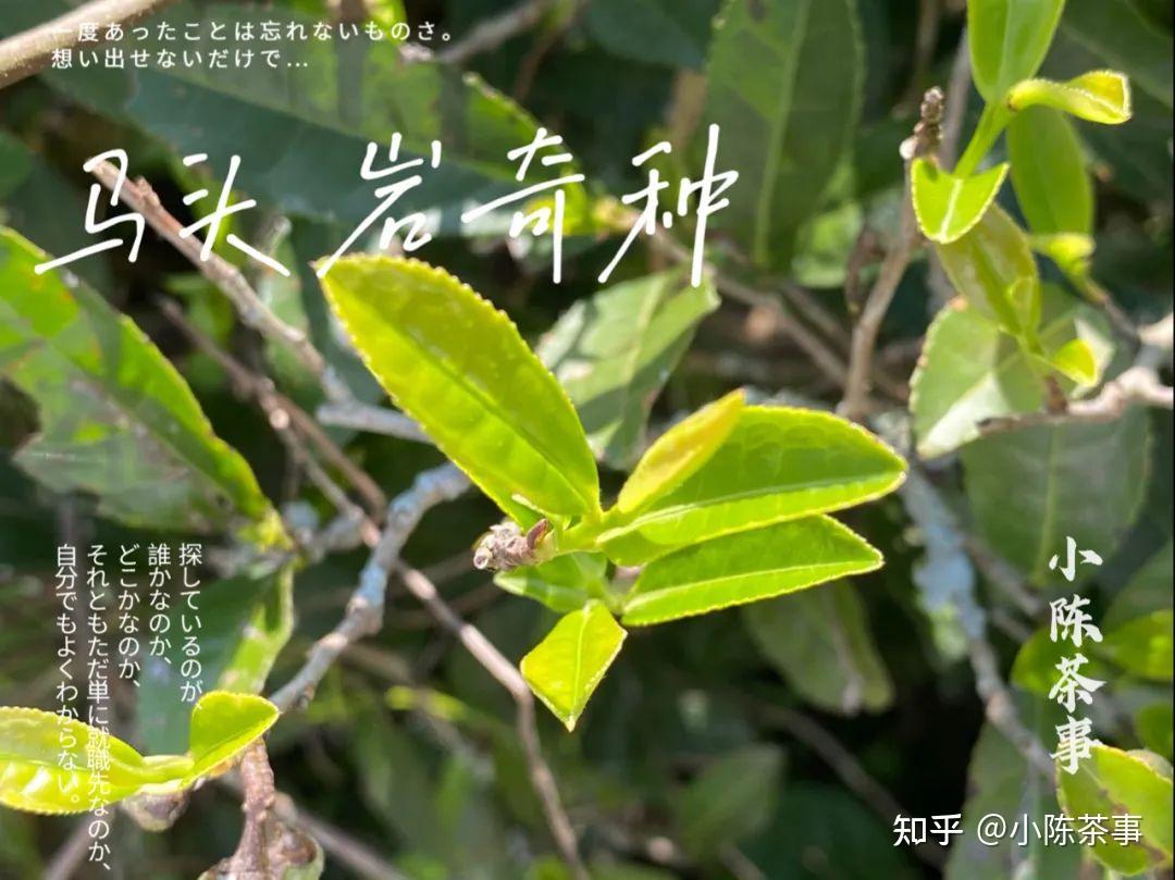 从梅占到金柳条从黄观音到矮脚乌龙今天说说武夷岩茶的奇种们