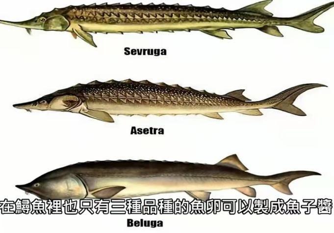 言归正传,我们鲟鱼的种类挺多,中华鲟听过吧,也是鲟鱼,但可不敢把它