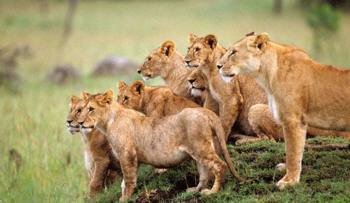 雌狮才是狮群的主导者