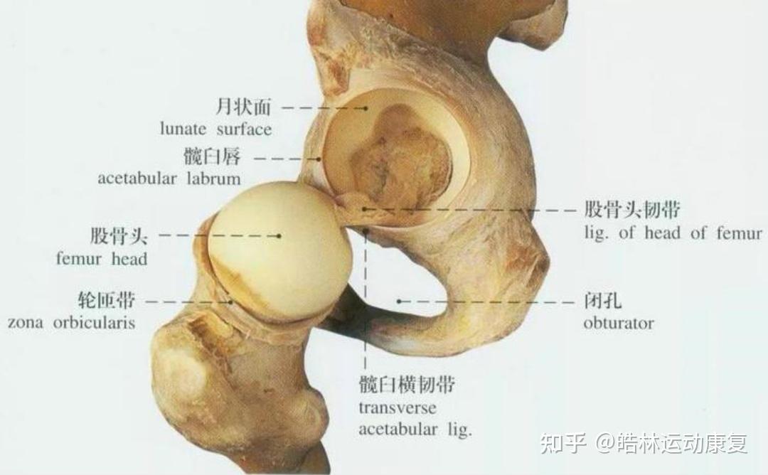 髂腰韧带起止点图图片