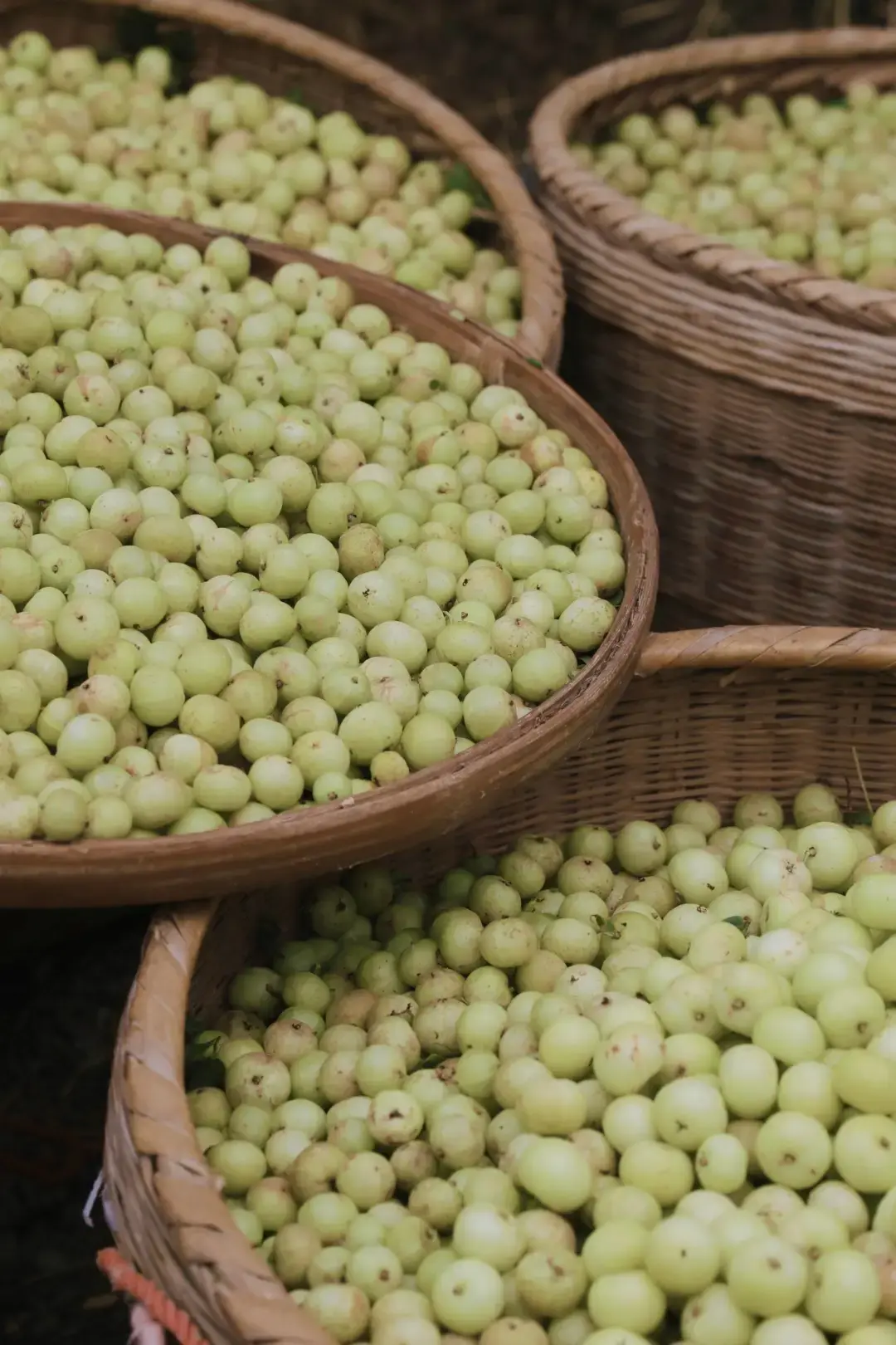 奈雪的玉油柑有了续集