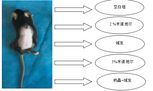 c57小鼠介绍图片