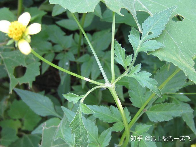 白花鬼針草,一回羽狀複葉,有舌狀花瓣鬼針草,三出複葉,無舌狀花瓣不過