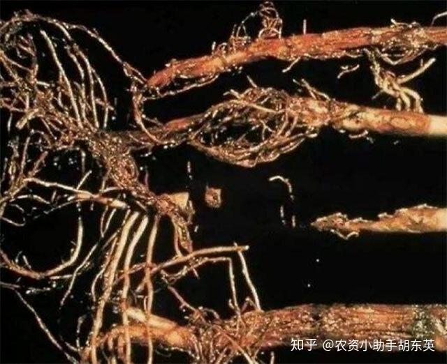 杨梅黄叶死苗有什么特效药？根腐病怎么解决？烂根病防治用药根小子！ - 知乎
