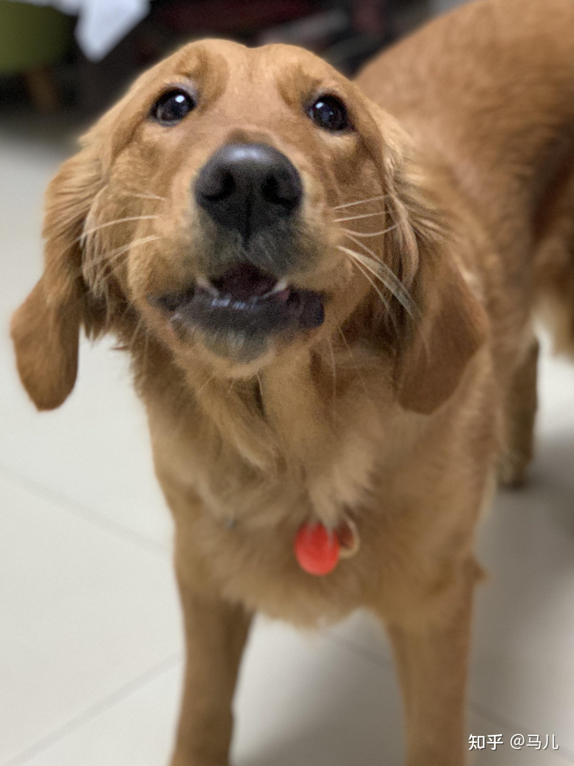 帮我看看我的金毛耳朵为啥这么小