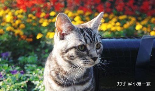 猫的寿命一般多长(绝育猫的寿命一般多长)