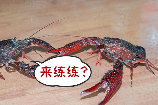 热血沸腾哥马小征服你只需要一秒小马哥小龙虾小龙虾=热血沸腾4,最