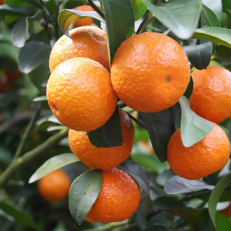 蜜糖甜橘子尽享实惠爱不停赶快来选购吧