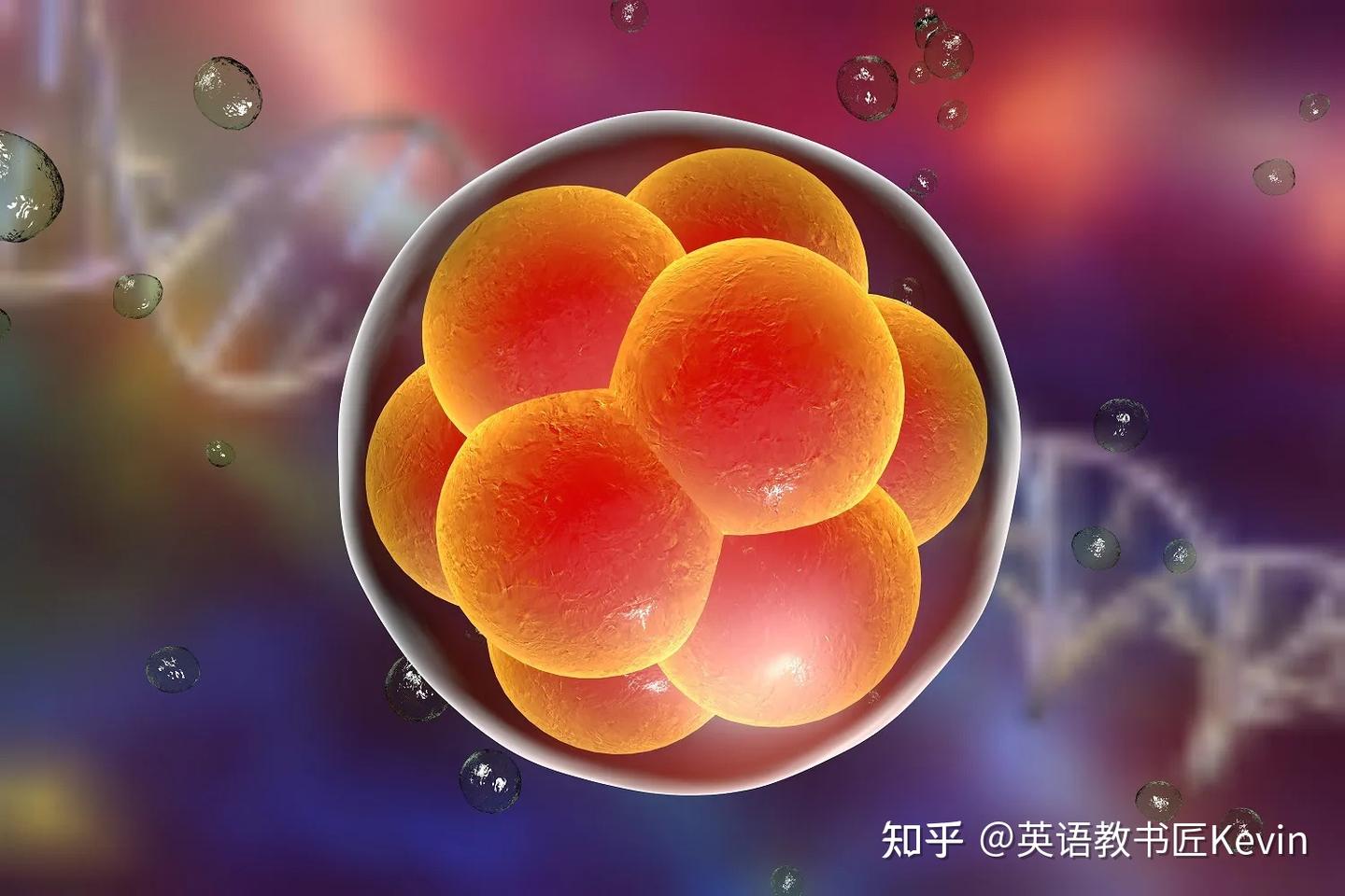 最新外刊阅读:Why the rules on embryo experiments should be loosened - 知乎