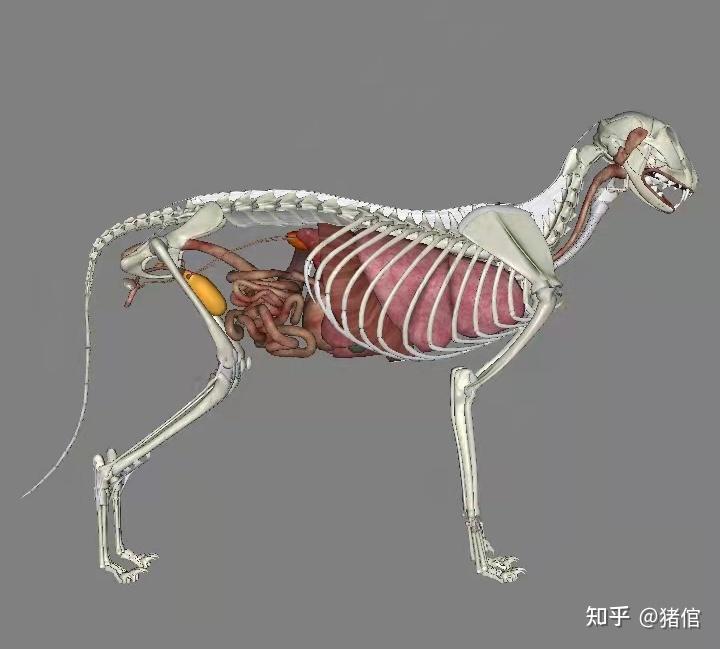 可单独看,可组合看,可放大有猫有犬,有公有母,重点是,中文!