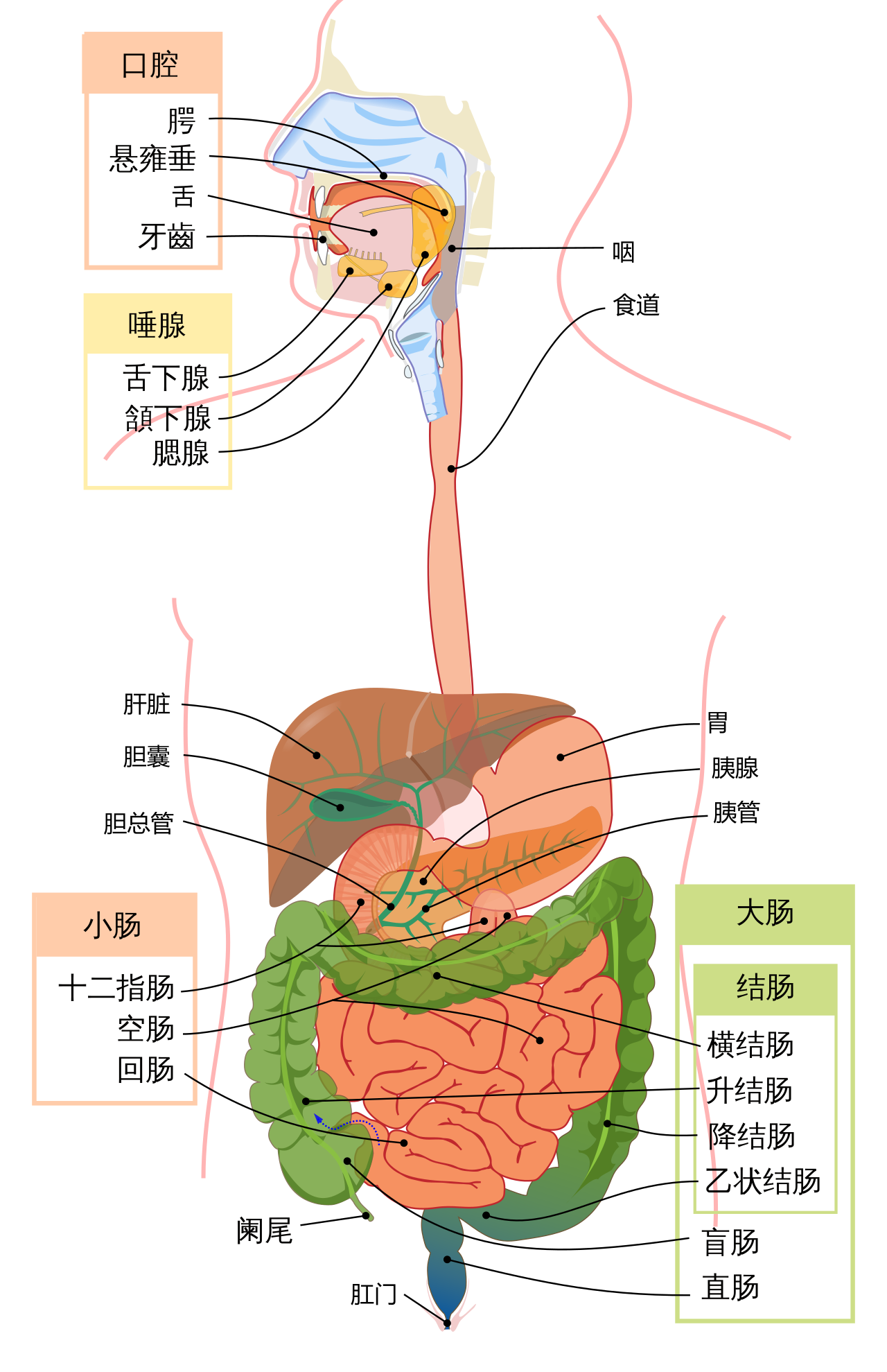 人类消化系统示意图消化道是连接口腔和肛门的管道,由许多负责处理
