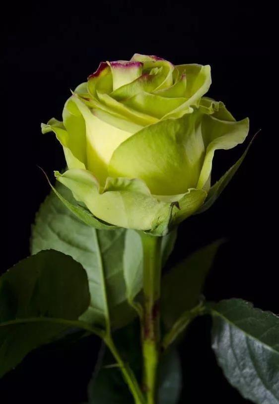 薄荷玫瑰,夏日里的降温"神器"