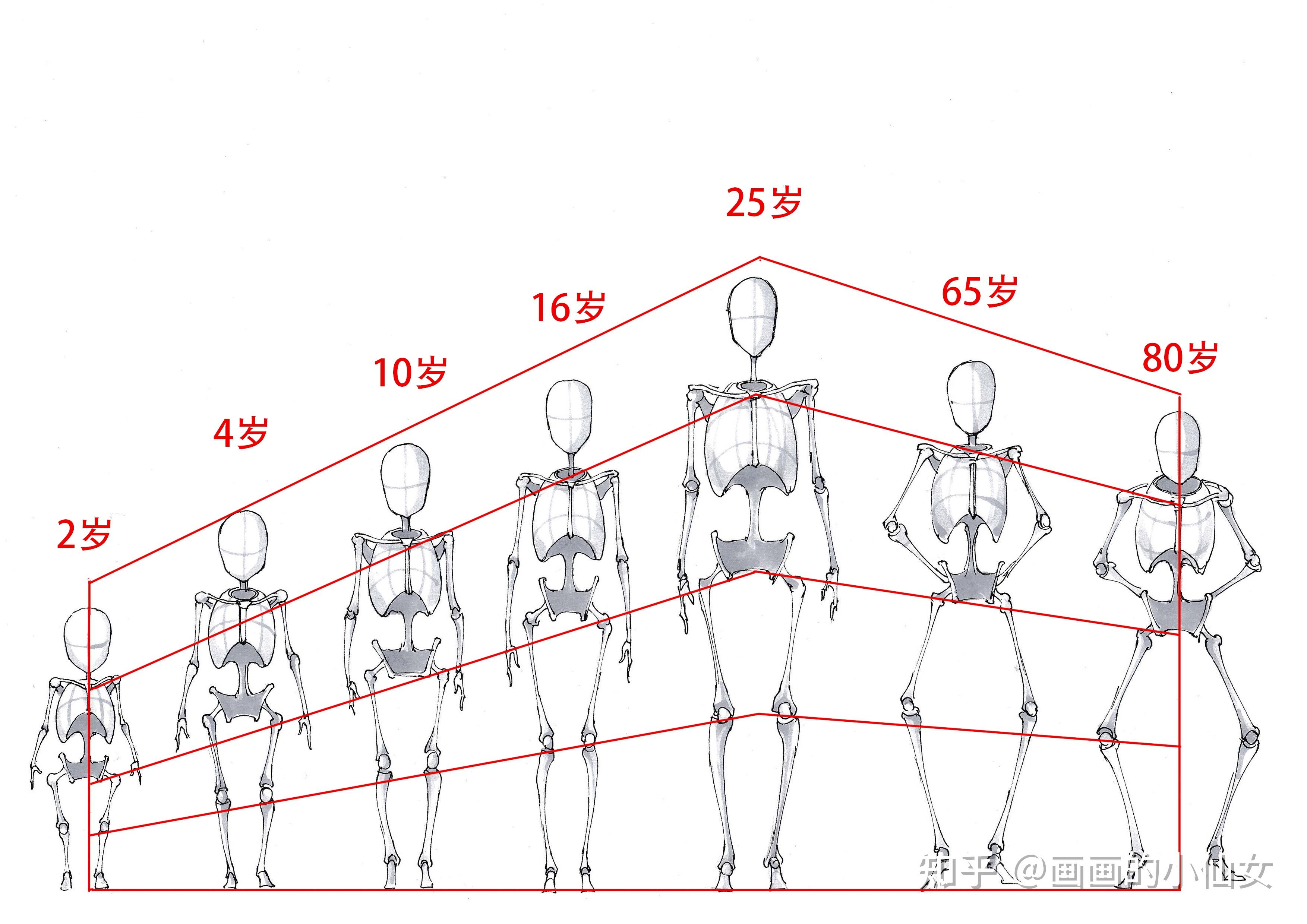 人体的比例不是绝对的,随着年龄的增长,骨骼会有所变化,但相对的位置
