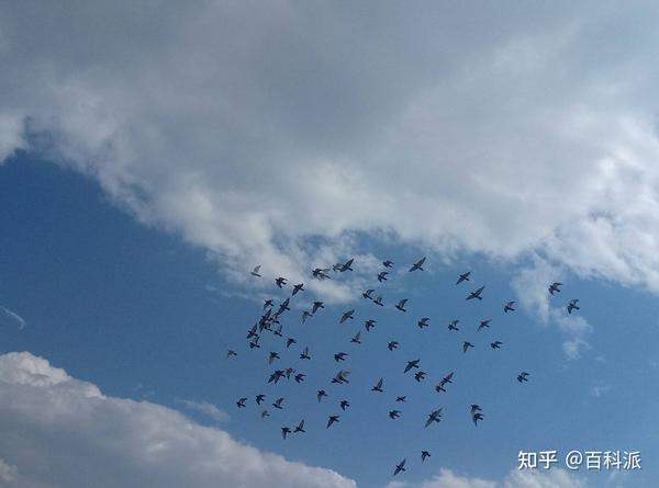 “露天朝上”的鸟窝,下雨时鸟怎么躲雨?有什么避雨技巧吗? - 知乎