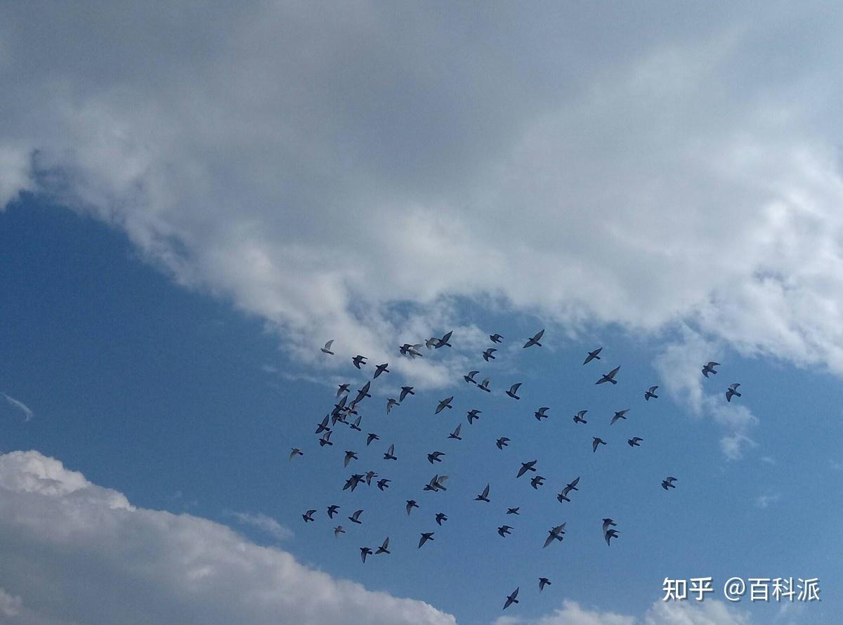 “露天朝上”的鸟窝,下雨时鸟怎么躲雨?有什么避雨技巧吗? - 知乎