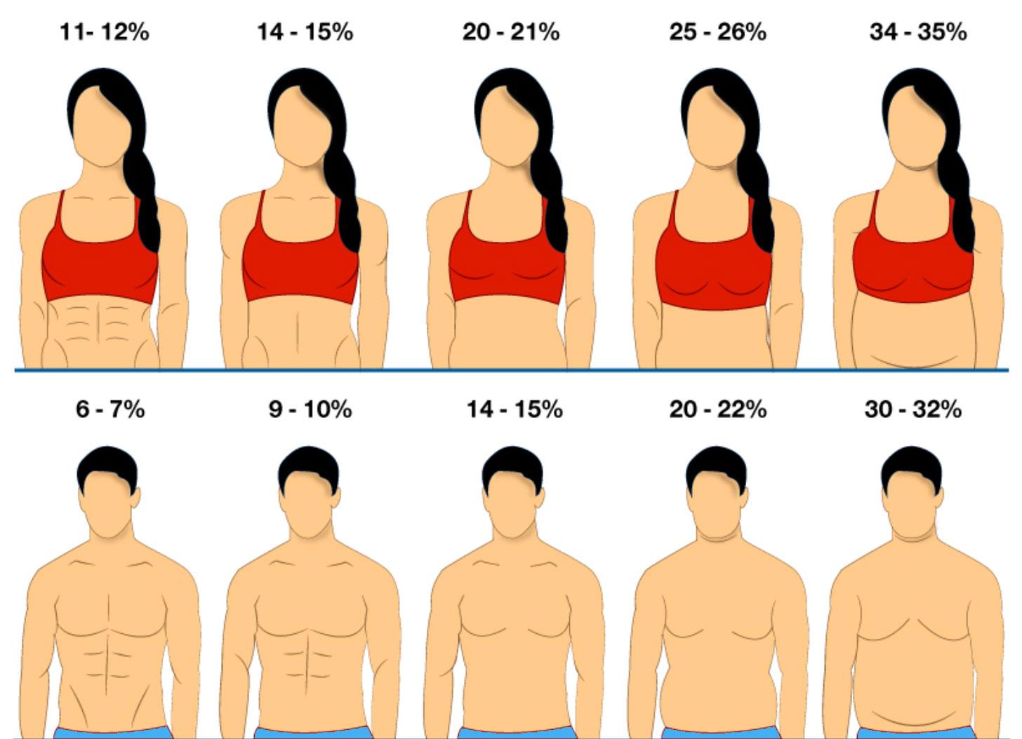 女士:因为女士的身体是会储存更多的脂肪的,所以当女士体脂20%时,6块