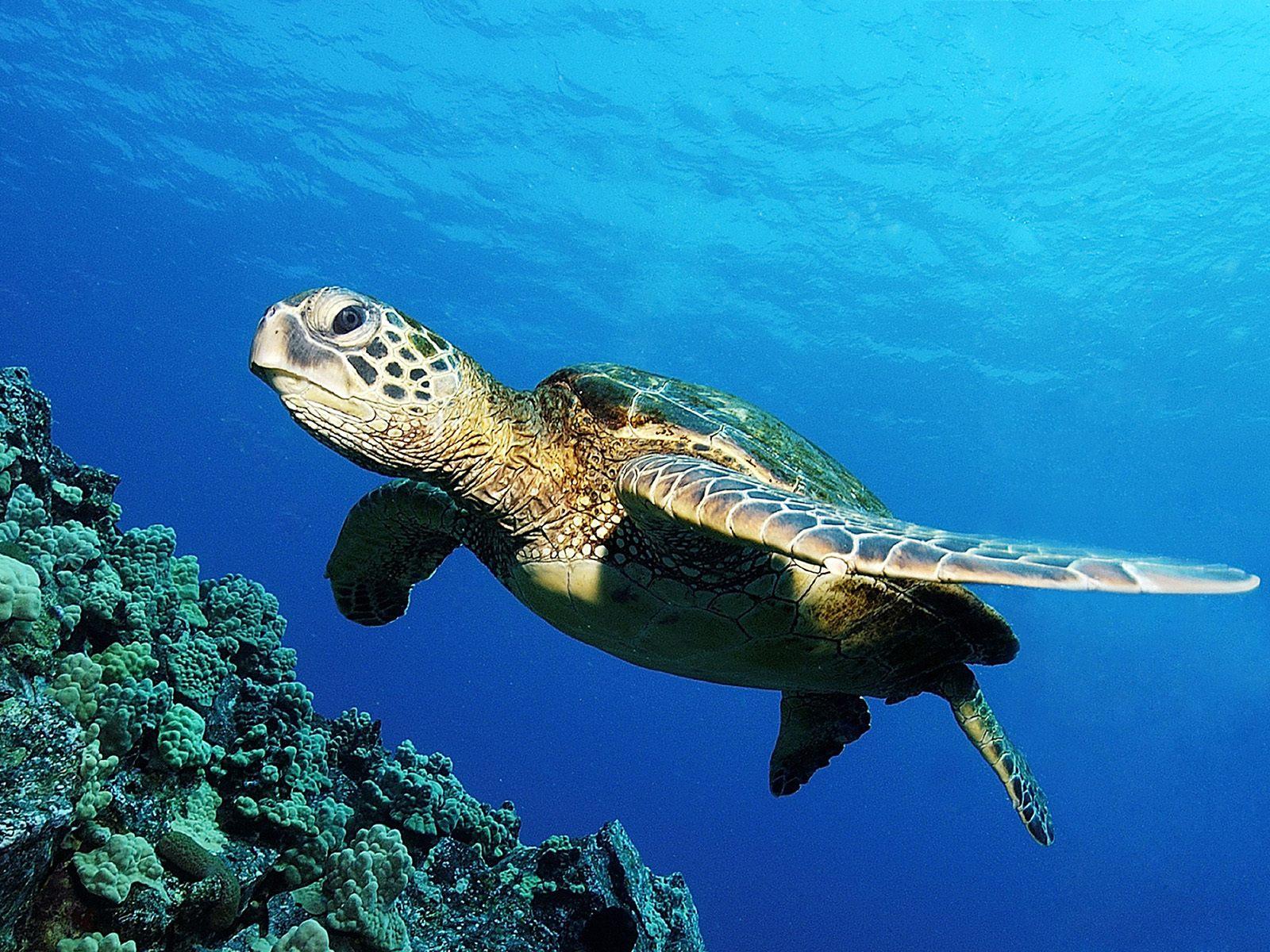 海龟摄影图__海洋生物_生物世界_摄影图库_昵图网nipic.com