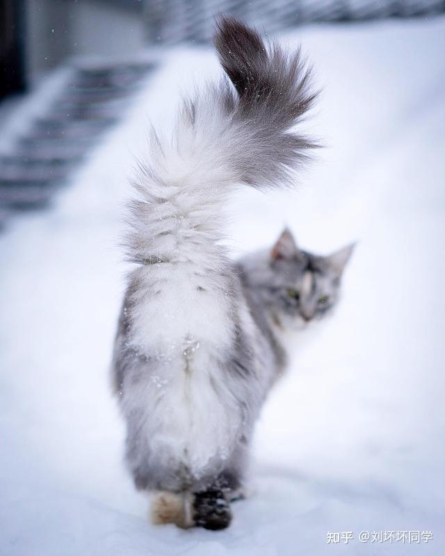 猫咪的尾巴能可爱到什么程度