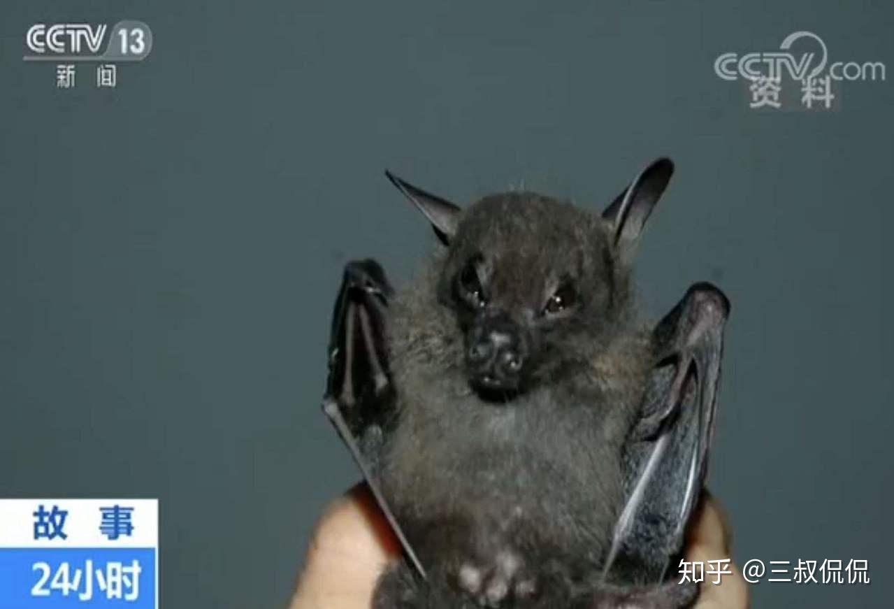 蝙蝠",成为了西方舆论甩锅中国的理由这也是目前洋垃圾也好,禁食狗肉