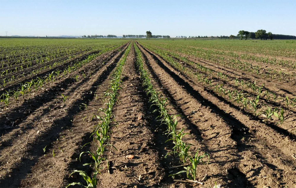 种植玉米常见的3类播种方式