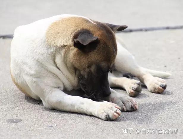 狗狗总爱趴在地上,是爱惨了地板还是另有隐情? - 知乎