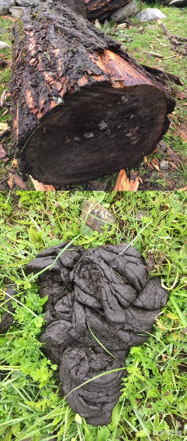 新鲜的牛粪wuli希希约拍的,是不是1.