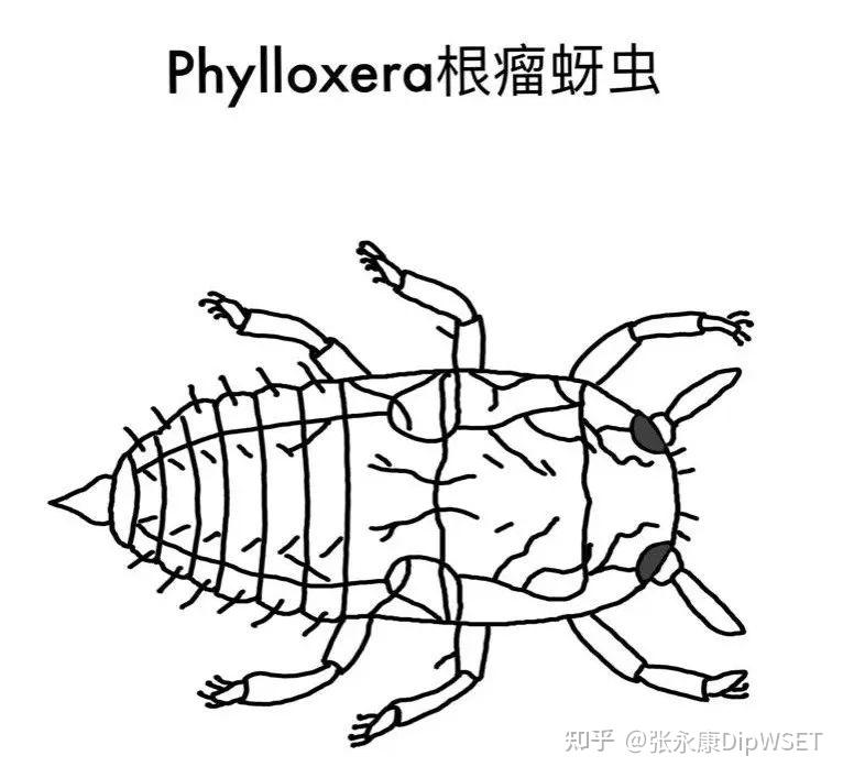 葡萄叶上的虫子葡萄狗图片