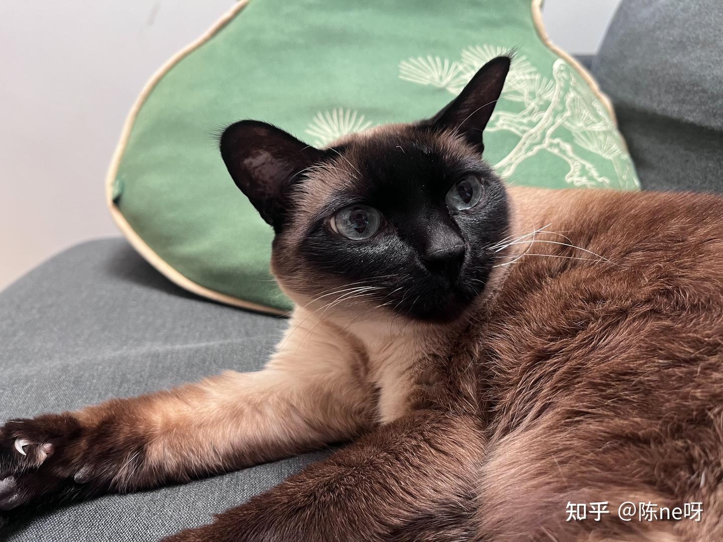 养猫+过敏家庭|柜机空调选购指南:分布式送风不直吹、AI动态节能省电、冷等离子杀菌|格力云之舒柜机