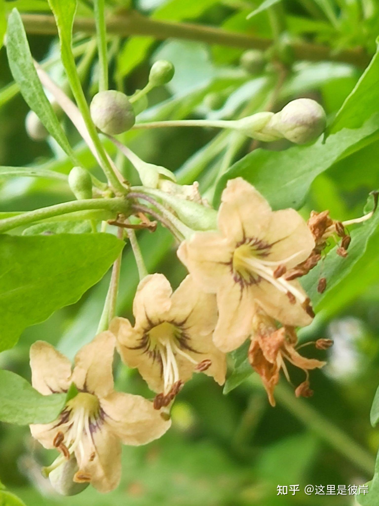 这三种颜色的枸杞花你都见过吗