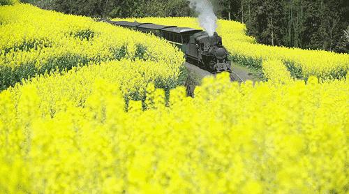 花重锦官城送你一份成都2021春季赏花图鉴