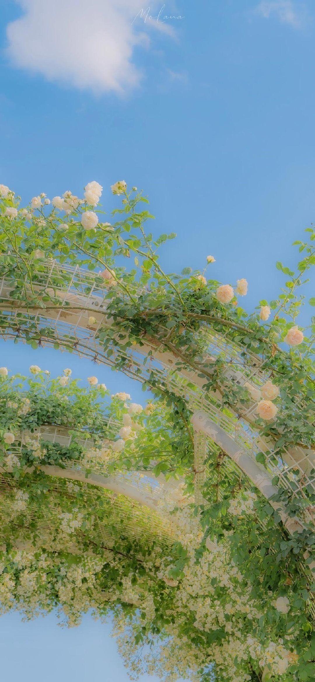 超级好看的绿色系壁纸,在这呢!护眼壁纸(绿色系列的壁纸)