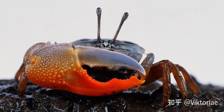 【蝎类形态学】蝎子的钳子实际上只是长了角的腿
