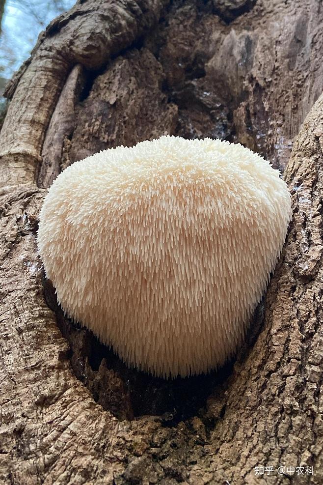 你知道,生活中常见富硒食用菌粉哪些吗?