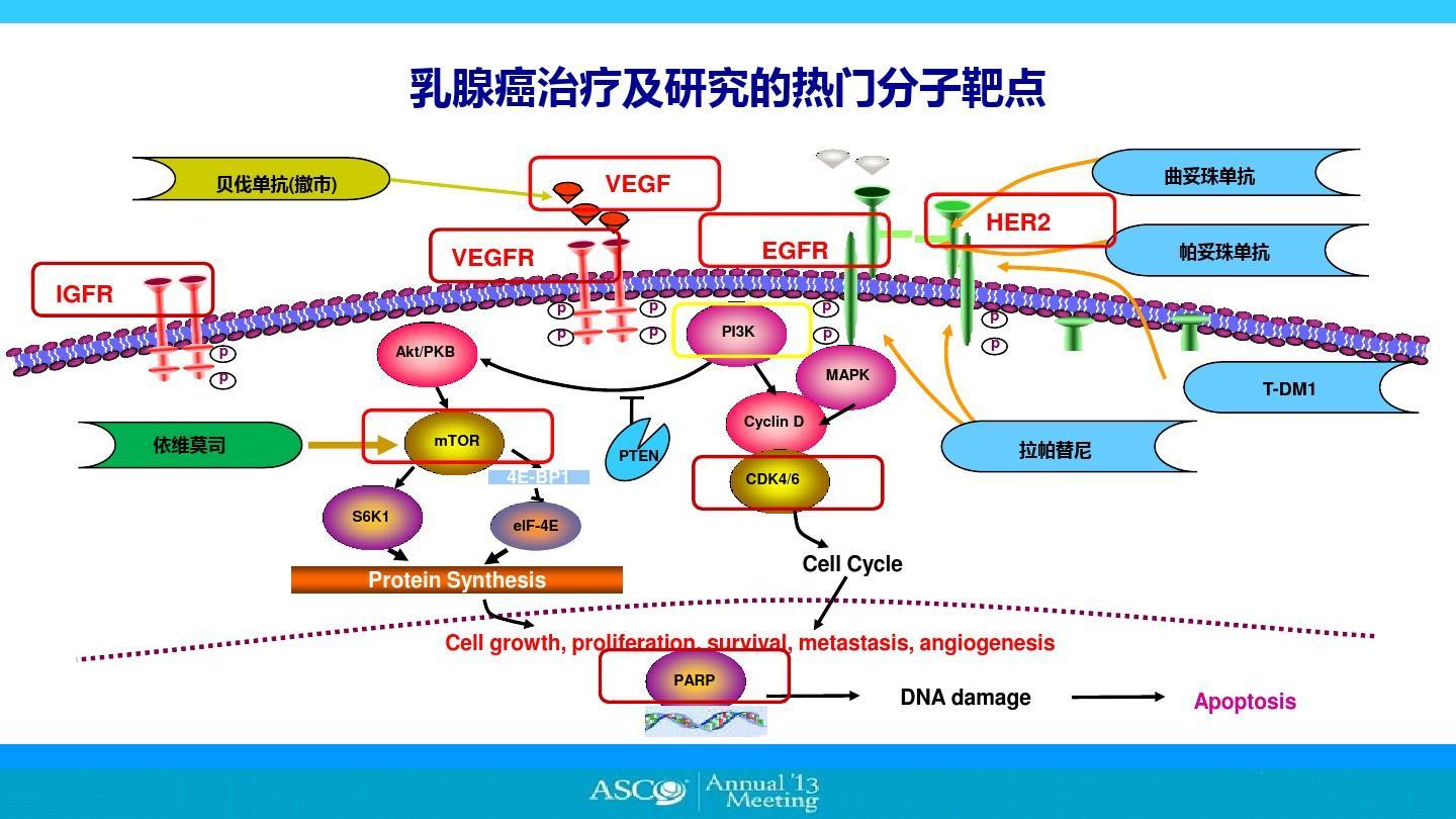 乳腺癌最新16种靶向药靶点详解